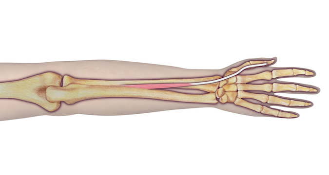 Extensor Pollicis Longus (EPL)